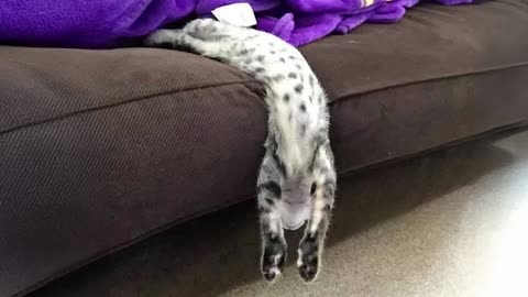 Conclusive Proof That Cats Are Liquid