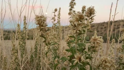 hiking and looking for Dinasour footprints in New Mexico