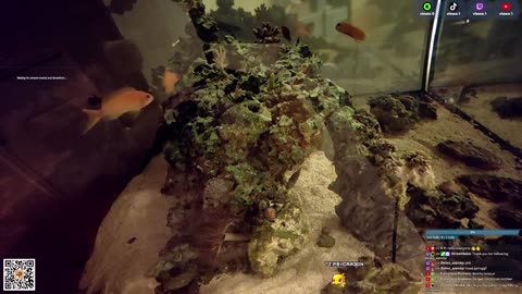 24/7 Real Live Reef Stream