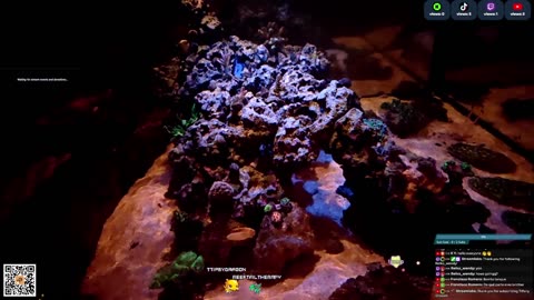 24/7 Real Live Reef Stream