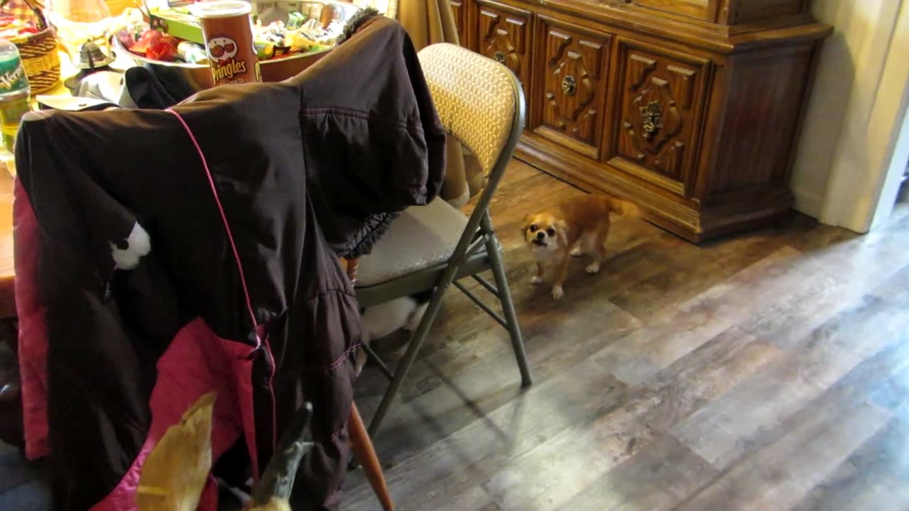 Scared Of Antelope Head