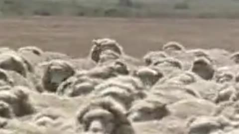 sheep