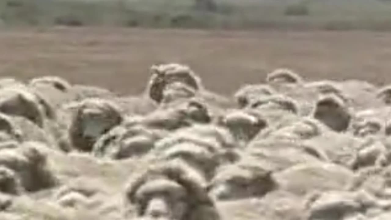 sheep