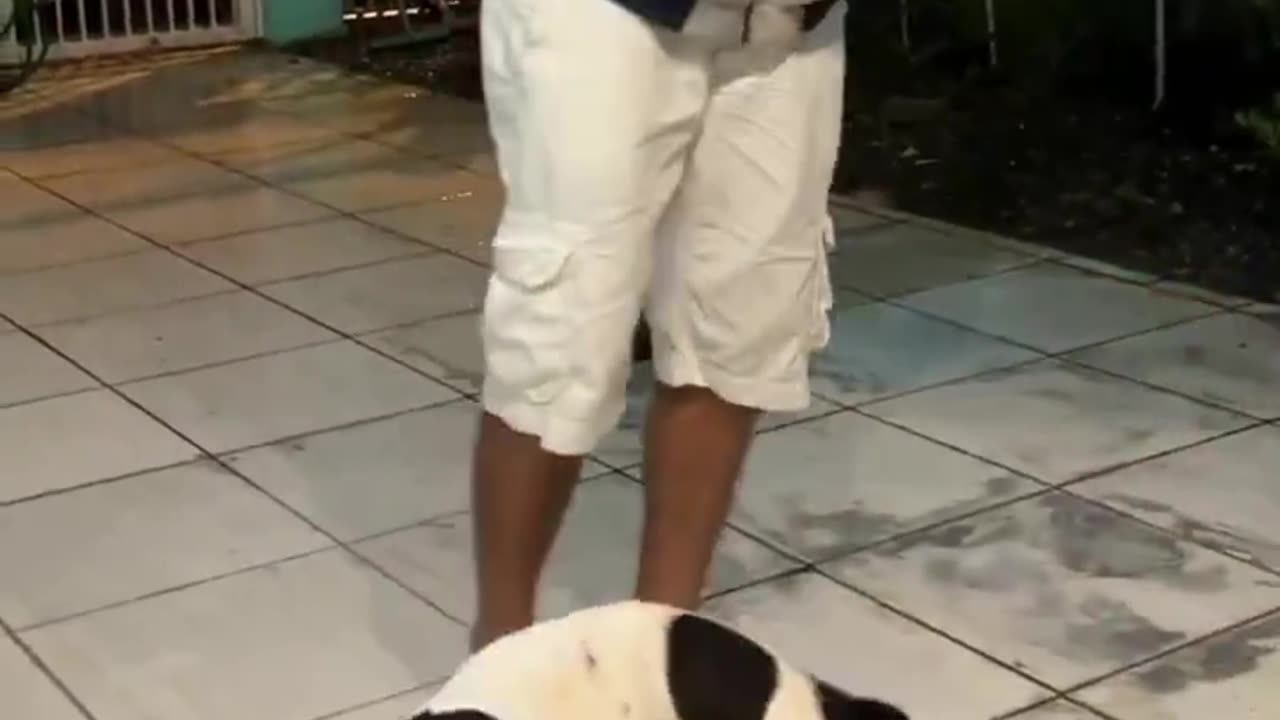 anjing nya pintar yah