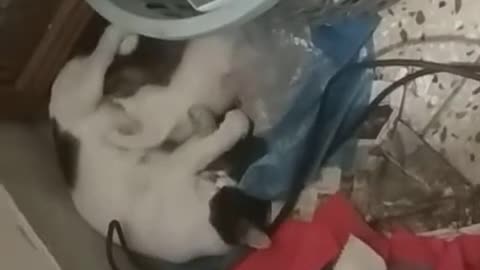 3M TV. Cat Series_ 1. Mom Cat Breastfeeding Baby Kittens. Animal Psychology, Behavior. Cat Kittens.
