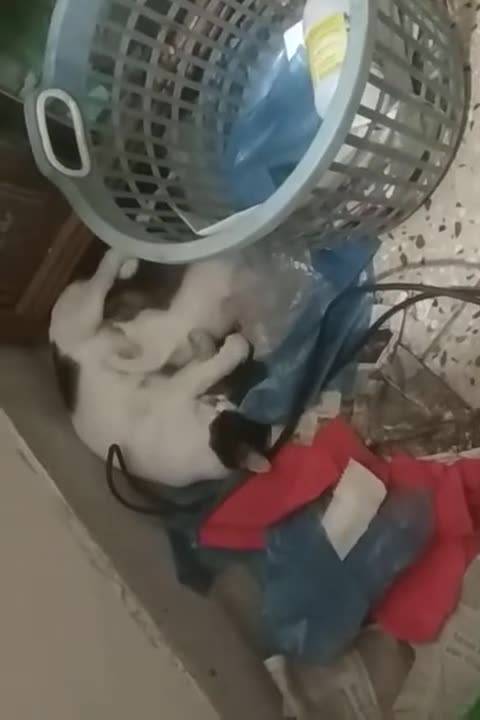 3M TV. Cat Series_ 1. Mom Cat Breastfeeding Baby Kittens. Animal Psychology, Behavior. Cat Kittens.