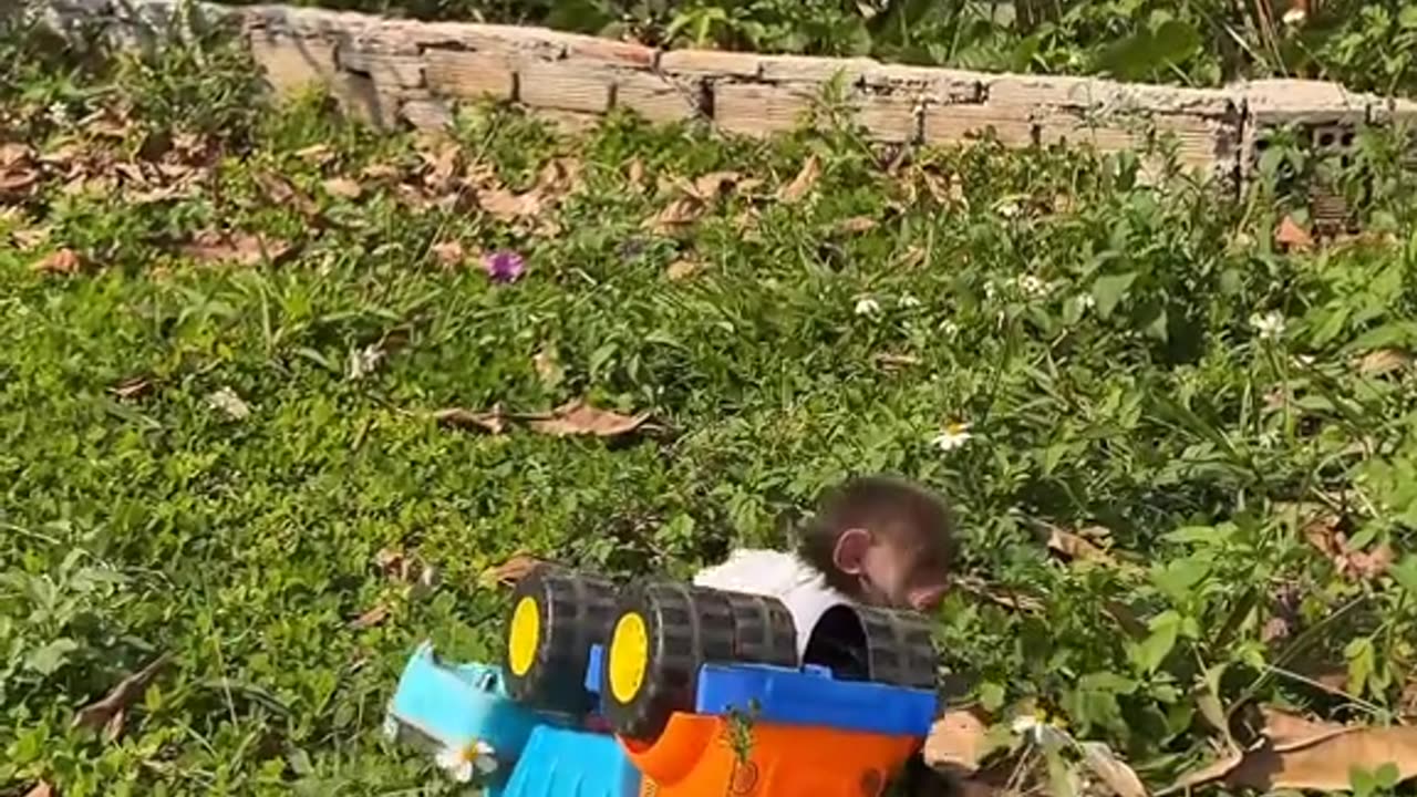 Baby monkey