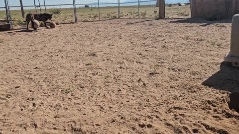 Fundamental differences between attack and protection dog training