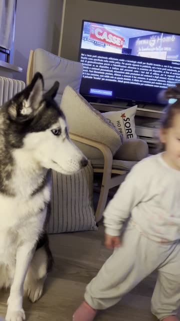 A Love Like No Other: My Husky and My Baby Girl’s Special Bond 🐾❤️