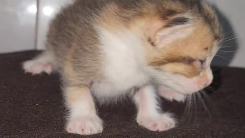 Lovely kitten 😸