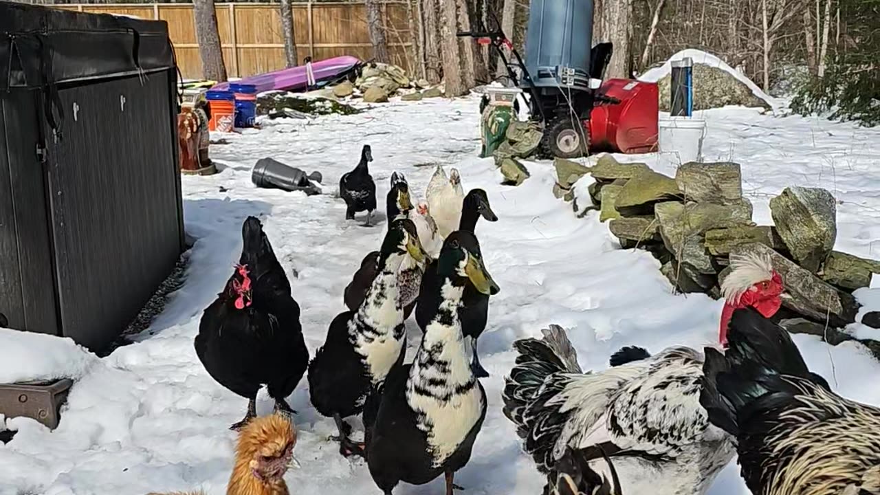 Domestic Farm Birds Welcome Owner Home