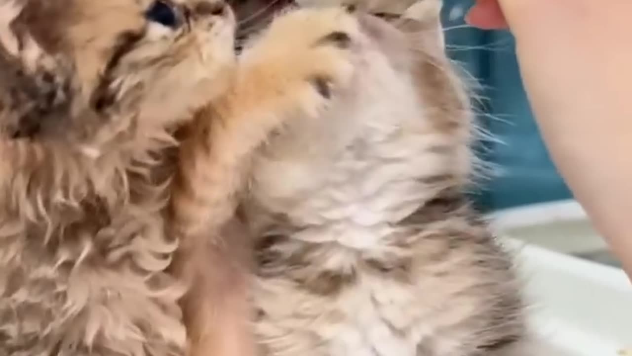 Kitten sucking milk 😻