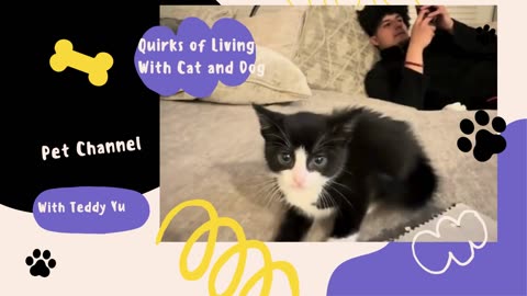 cat video