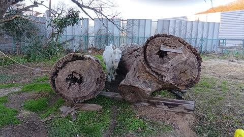 冬休み明けの山羊さん