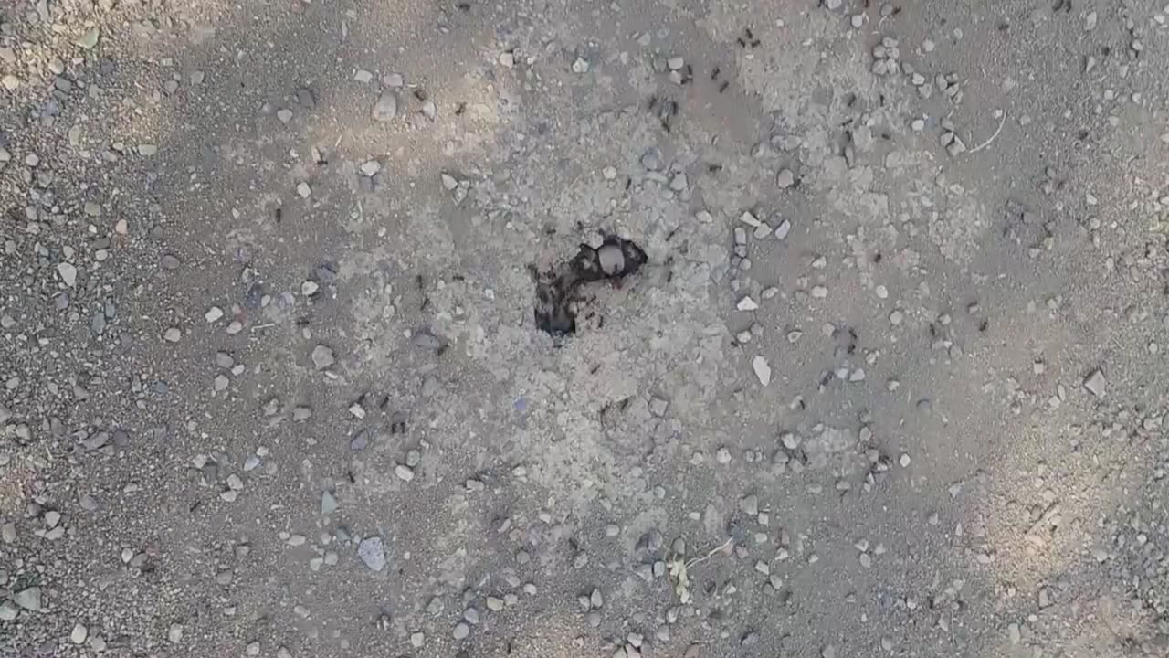 What if ants were the size of Dogs?