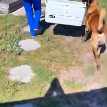 Helpful Dogs Doing Chores سگ‌هایی که تو کارای خونه کمک می‌کنن!