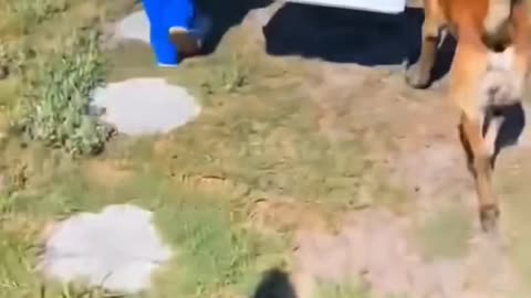 Helpful Dogs Doing Chores سگ‌هایی که تو کارای خونه کمک می‌کنن!