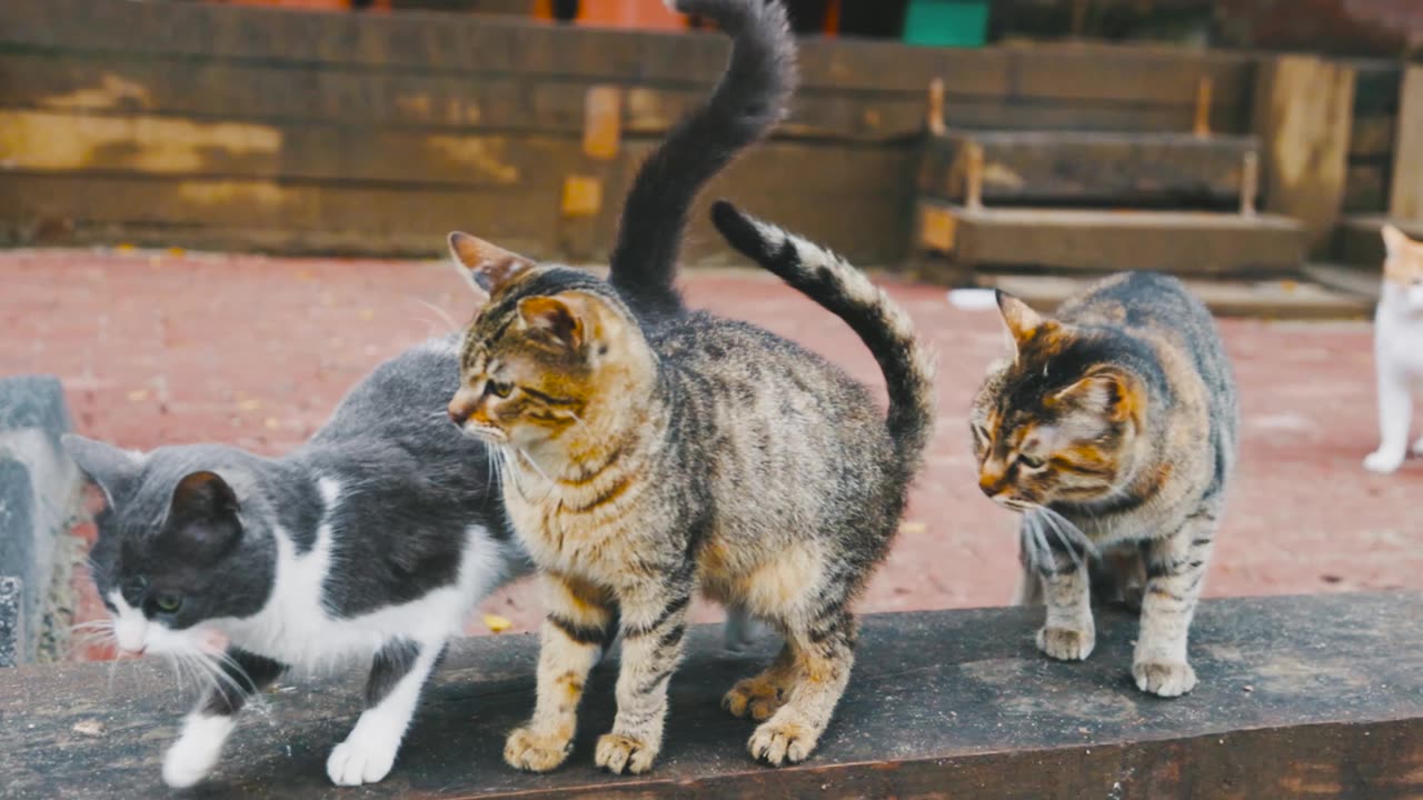 cat fun