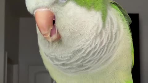 Parrot Sings the Baby Shark Song