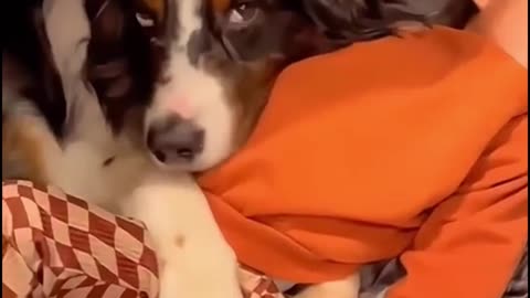 cute babies and dogs moment