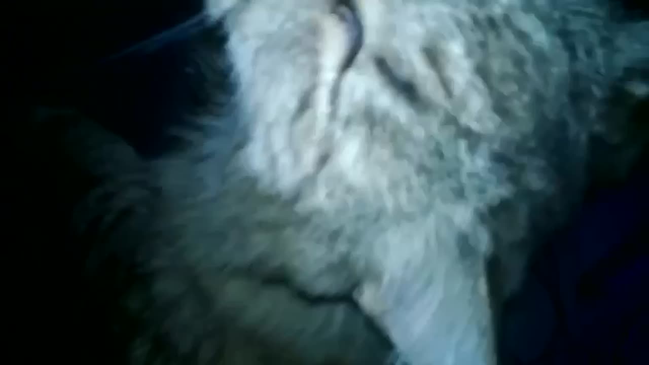 Zero-context vids of someones cat, found online accidentally in unexpected place