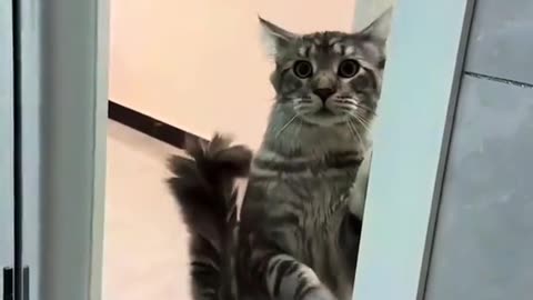 Most funny cat videos viral in 2025