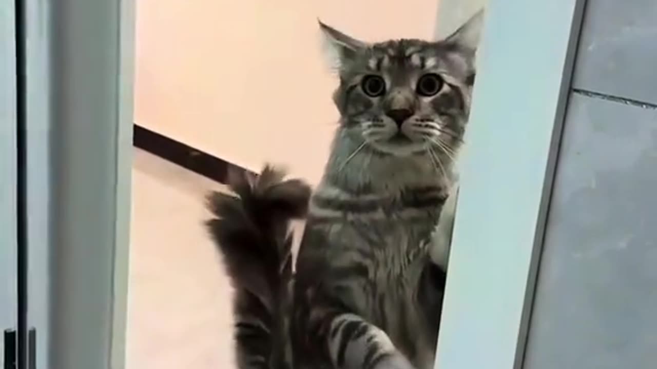 Most funny cat videos viral in 2025