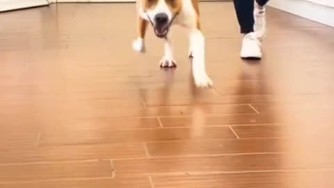Adopting a dog