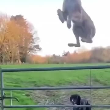 If you laugh, you restart, part 29 #animals #funnyanimals