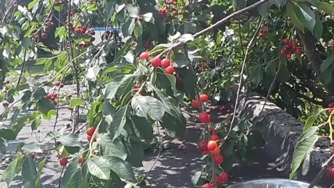 Blackbird is a Sour Cherry Thief in the Flemish Tasty Forest 2025-07