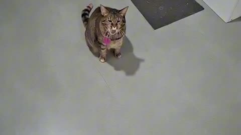 Training My Cat to Be a Hunter