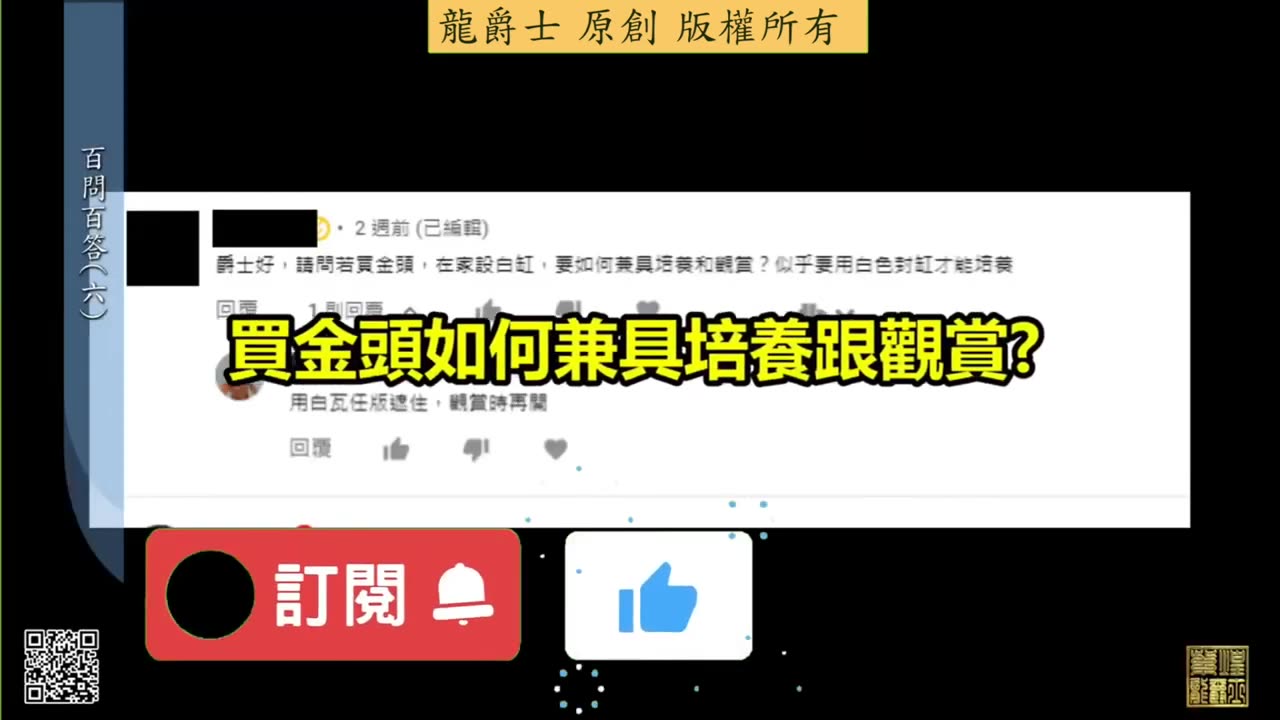 【龍爵士】千問千答 Q42 買金頭如何兼具培養跟觀賞