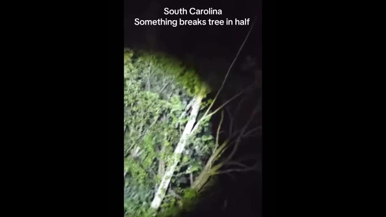 Something Breaks Tree In half