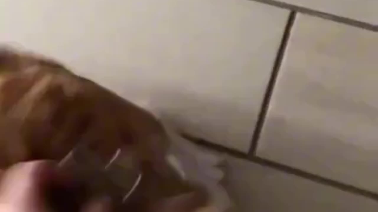 Orange Cats ... IYKYK #orangecats #funnycats #fyp