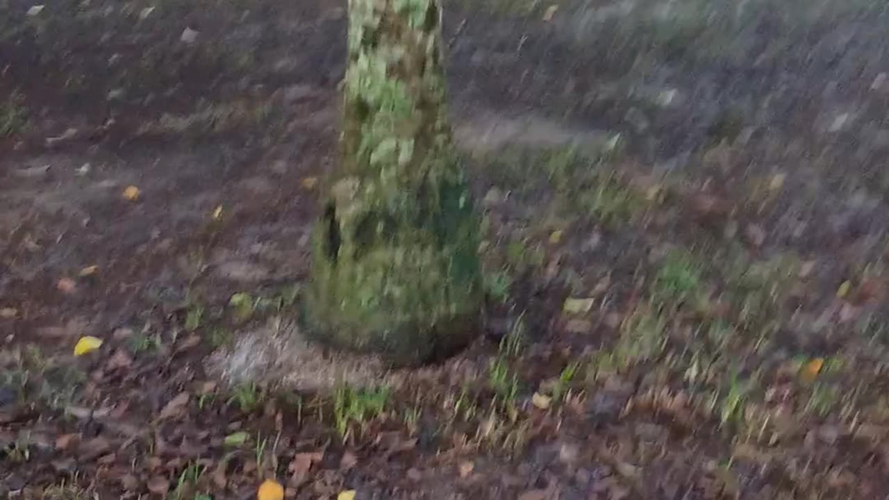 25.3.2025 Anzac Park Kuranda