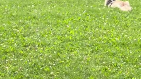 Maine Coon Pasha's first encounter with a dog
