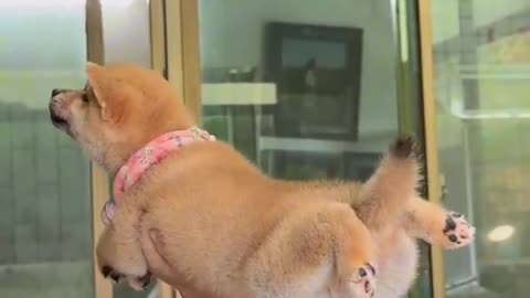 Super Doggy