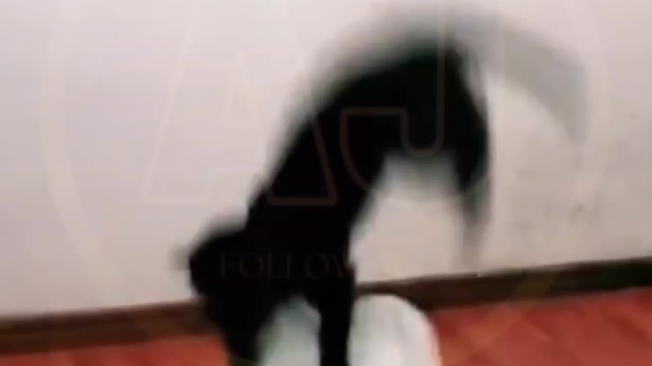Funny video