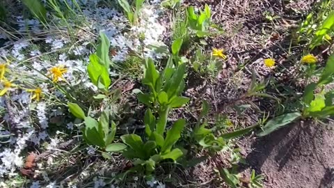 Hike from Spring Creek Pass