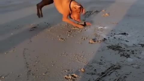 😂🦪 Finding a Clam is a Treasure! | FunFM
