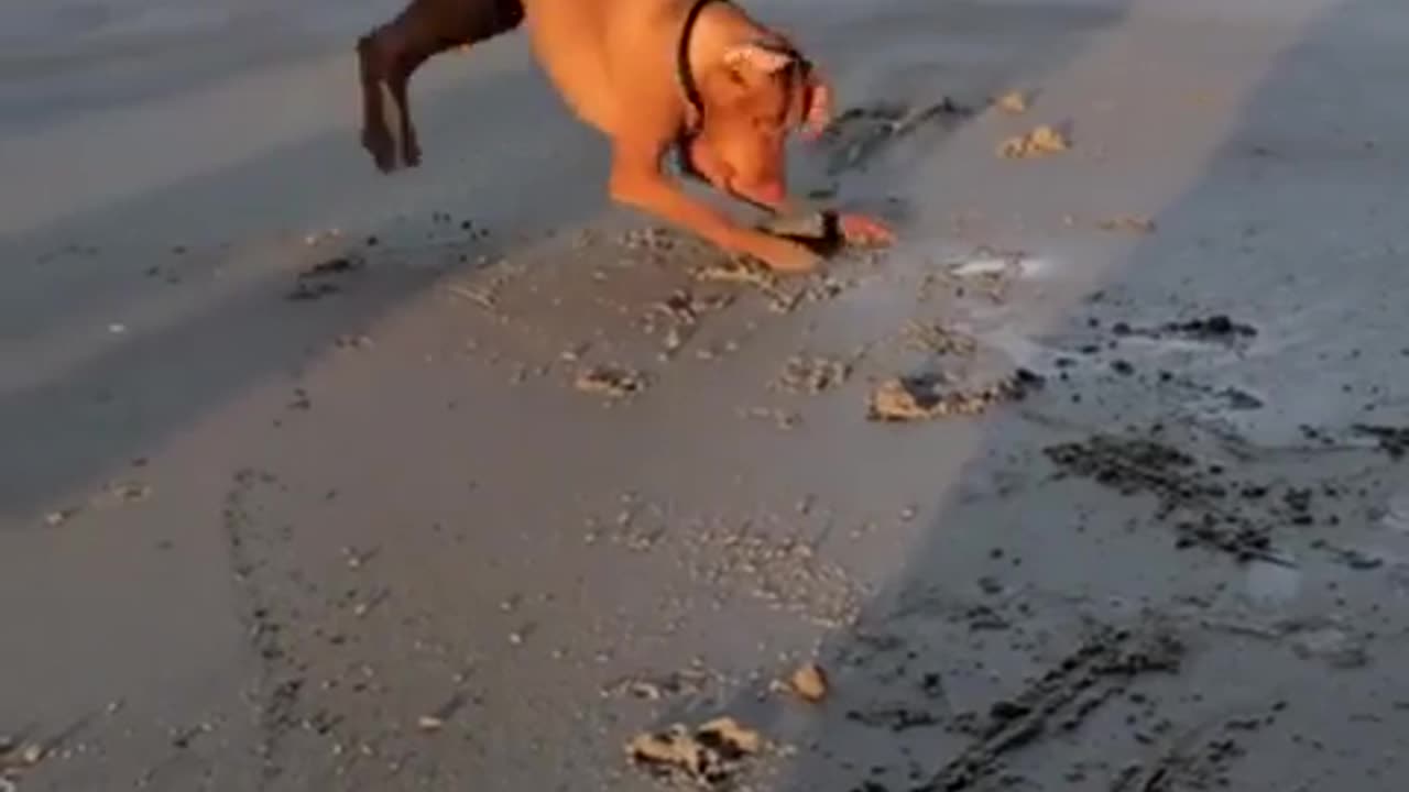 😂🦪 Finding a Clam is a Treasure! | FunFM