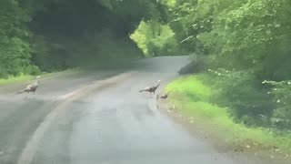 NW NC at The Treehouse 🌳 7/19/25 8 am 67°F Green Mountain NC. Turkey crossing on Upper Pig Pen Rd