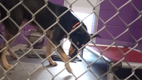 Mari 1y Pet Id 944992 kennel 9 HSSAZ shelter she's preoccupied by yummies has a good time20250808148