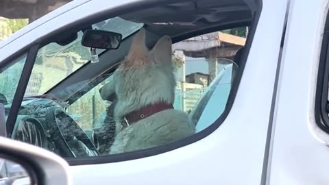 This Dog Is a Troublemaker