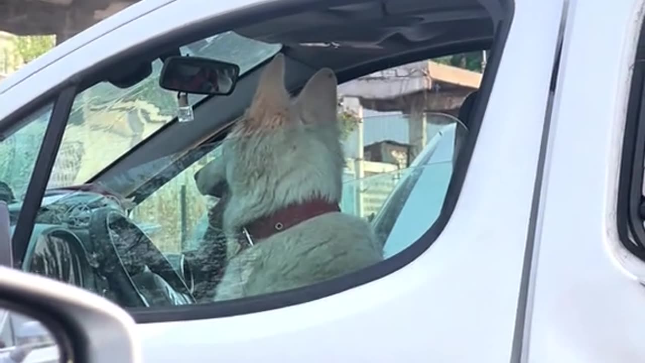 This Dog Is a Troublemaker