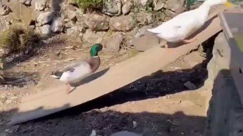 Ducks having their own fun.. 😊