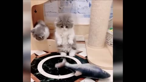 Funny Cat Videos will make you LAUGH 🤣 - Funny Animal Videos Compilation 🤣 Funny Cats #