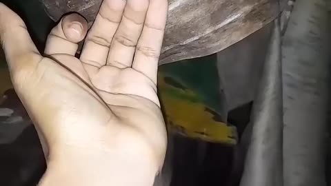 🦋😂 Release a Moth Caught at Home Outside, But What Happens Next is FUNNY! | FunFM