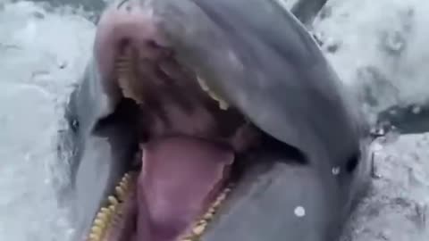 Touching moments when animals reunite with their saviors who saved their lives