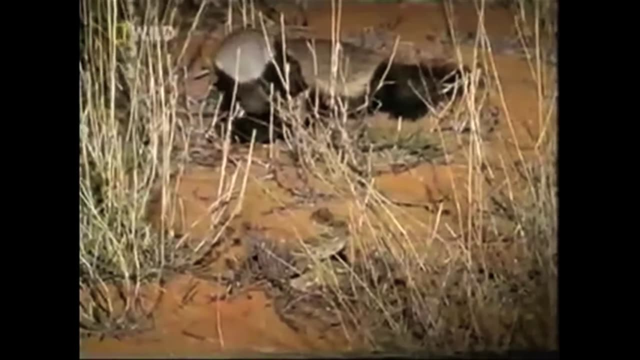 Funny Animal Videos